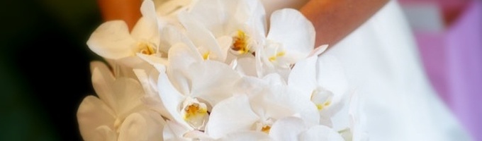 White Orchids